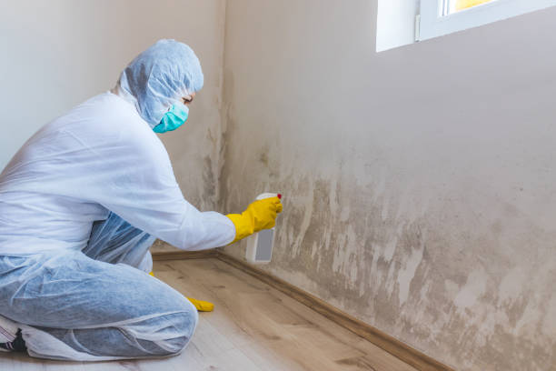 Licensed Mold Inspection service in Harleysville, PA - WQB Mold Removal