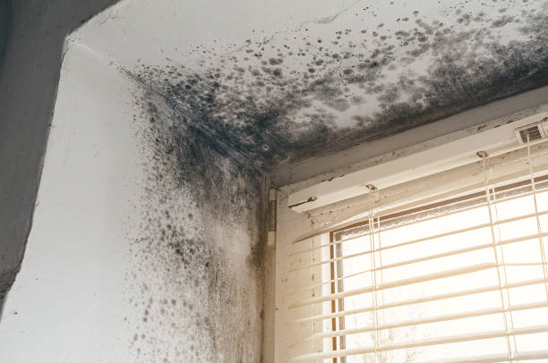Affordable Mold Inspection solutions in Harleysville, PA