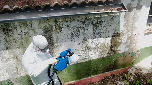 Top rated local Mold Inspection specialists in Harleysville, PA